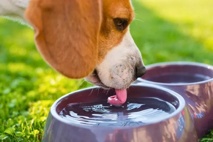  Is water softener resin toxic to dogs