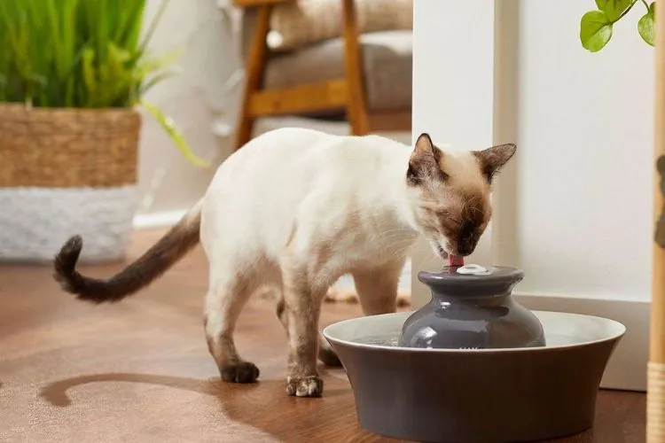 Choosing the Right Water Filter for Your Cat