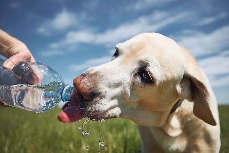 Choosing the Right Water for Your Dog