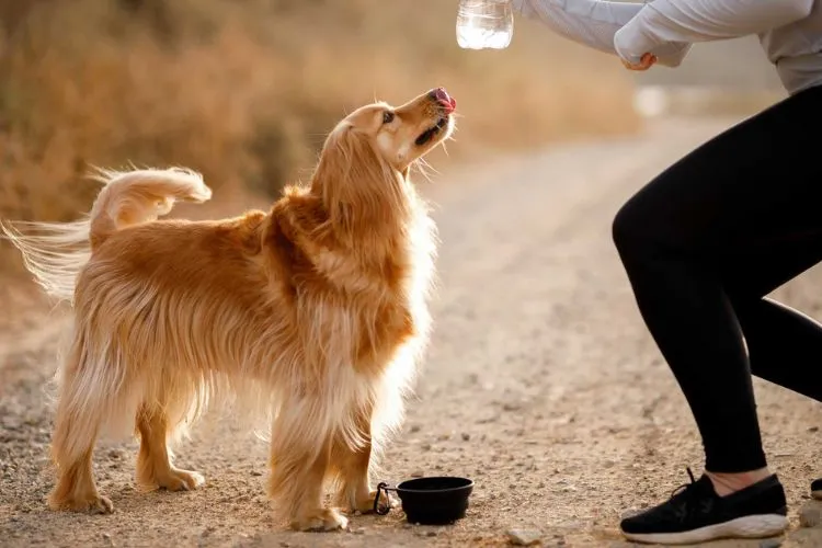 Recognizing Dehydration in Dogs