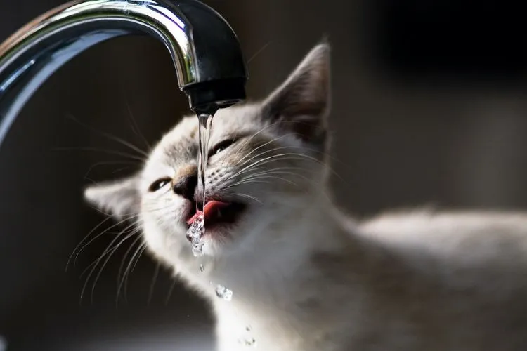 Signs of Dehydration in Cats