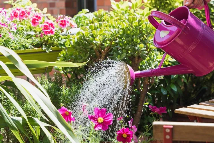 Pro Tips for Gardening with Hard Water