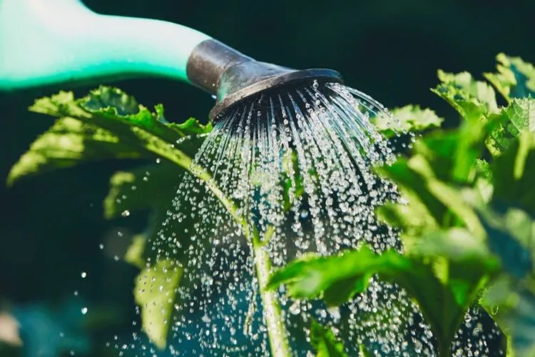 The Impact Of Hard Water On Plants