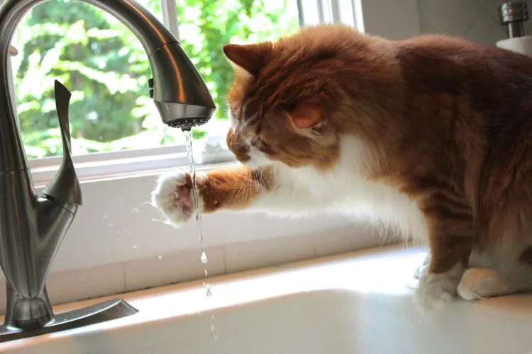 Can Cats Drink Filtered Water