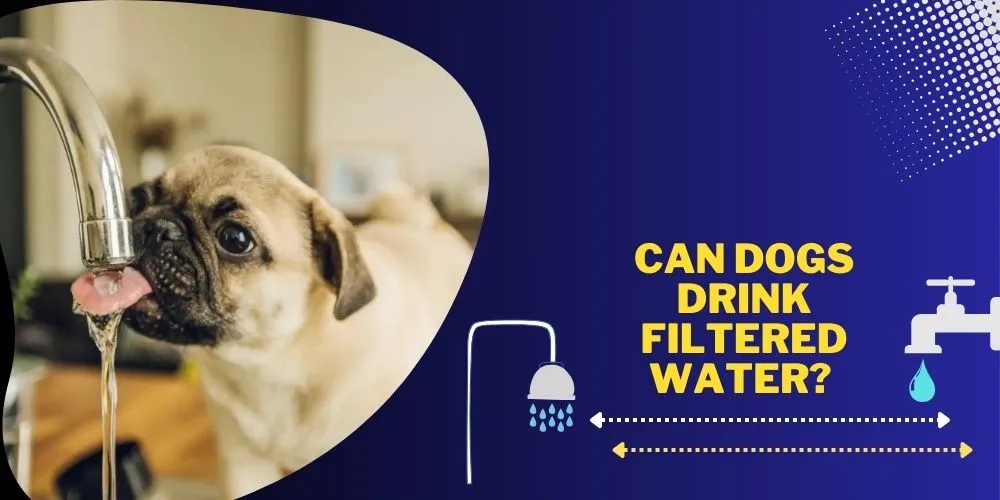 Can Dogs Drink Filtered Water- Everything You Need to Know