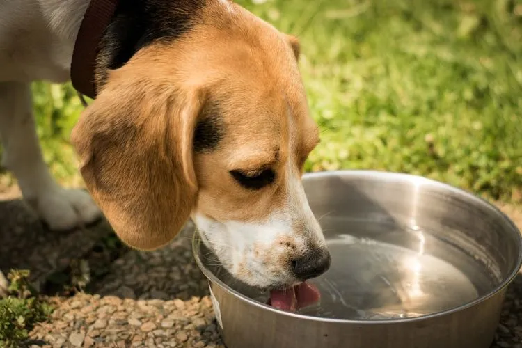 Can Dogs Drink Filtered Water